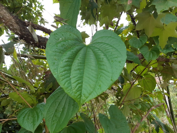  열매마 잎