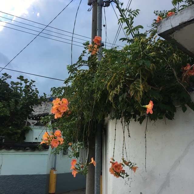  여름 경주여행) 대릉원, 시즈닝, 카페 능, 어썸, 첨성대, 동궁과 월지, 고도하우스, 황성공원, 인아워타임, 대릉다원