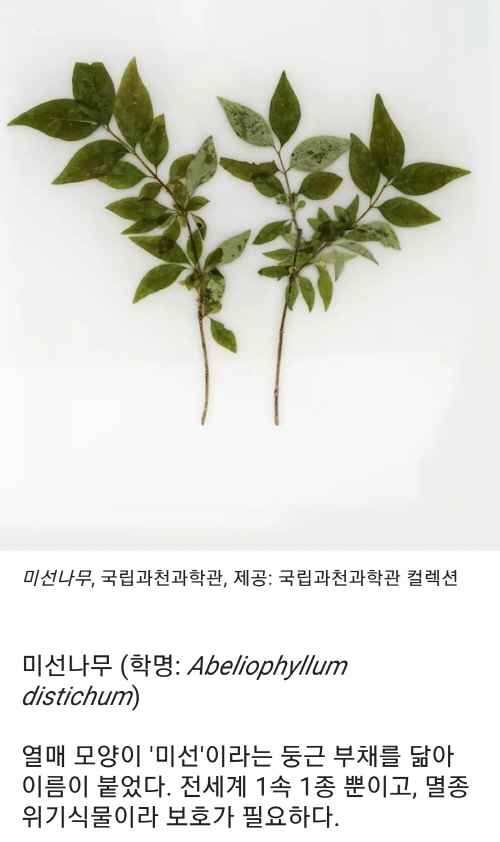  한반도에만 서식하는 식물 고유종