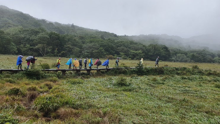  대암산 용늪(강원인제), 하늘로 올라가는 용이 쉬었다 가는 곳 대암산 용늪, 우리나라에서 유일한 신비의 땅 람사르 고원습지를 가다.