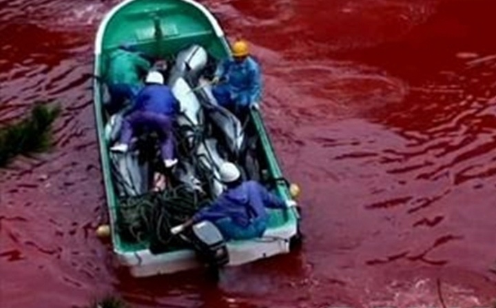 Have you heard about dolphins in Taiji? Have you heard about dolphins in Taiji?