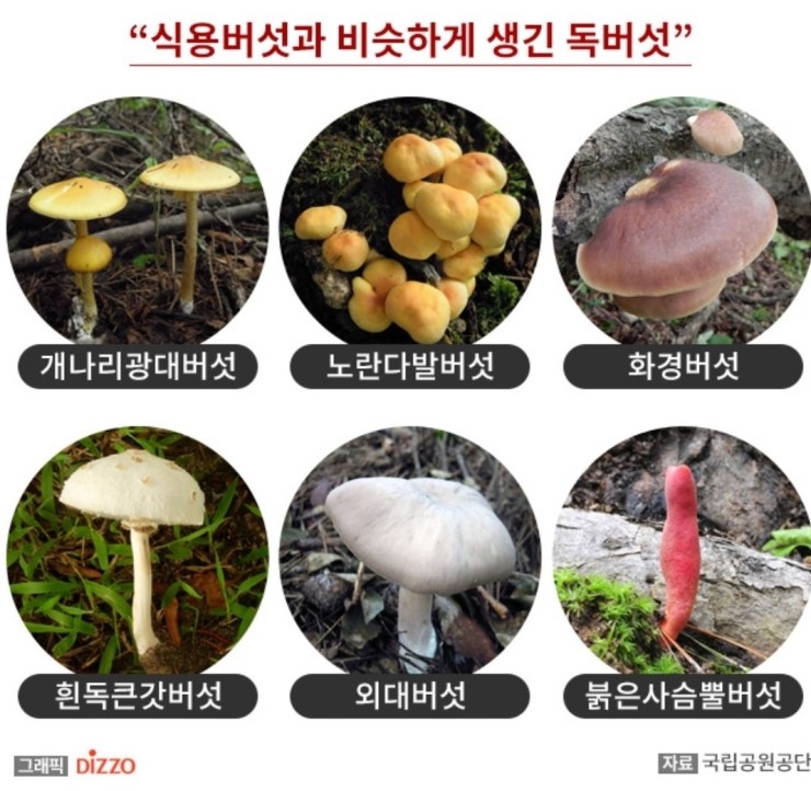  가을철 야외활동 독성생물 조심하세요