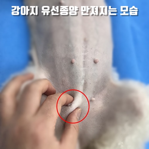  9살 암컷 노령견의 유선 한 곳에서 검은색 젖이 나와요. 강아지 유선종양 생김새 , 증상과 발견. 치료는 유선 전적출 수술