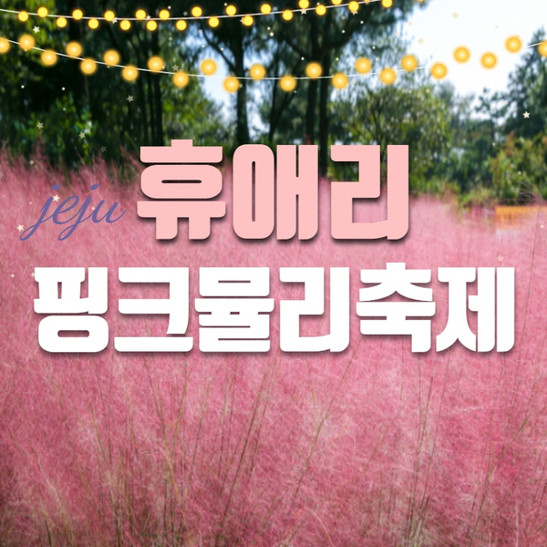  휴애리 핑크뮬리 축제 행사일정과 입장료 같이 알아봐요~