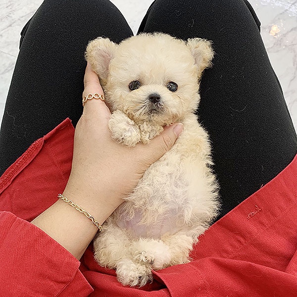  관악구강아지분양 2년 걸렸어요!
