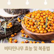 환절기에 딱! 사과보다 비타민C 200배 많은 비타민 나무 효능 알아보기