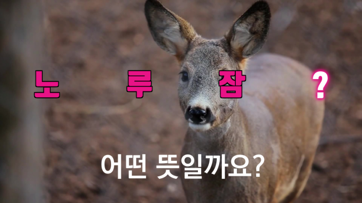  노루잠 무슨 뜻일까요? 유키즈온더블럭 출제 문제