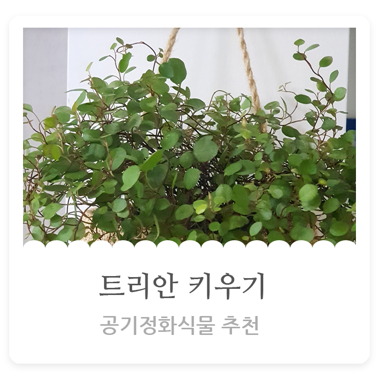  트리안 키우기 관리방법 공기정화식물 추천