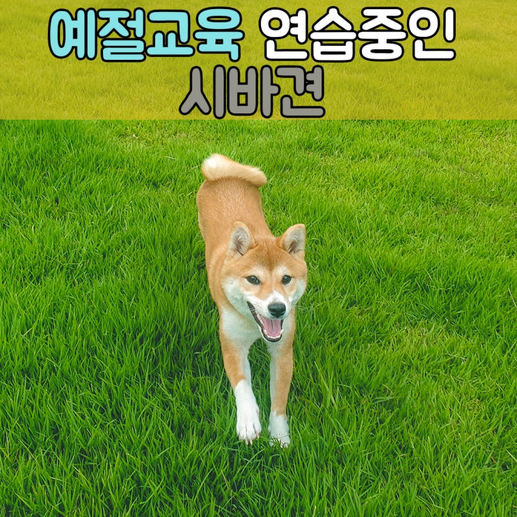  기본적인 예절교육이 필요한 시바견, #대구울산애견훈련 #대구울산강아지훈련