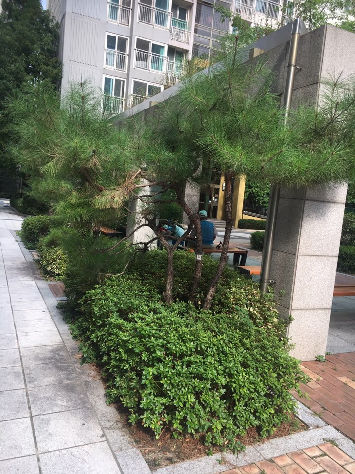  단지 한바퀴...예쁜 조경