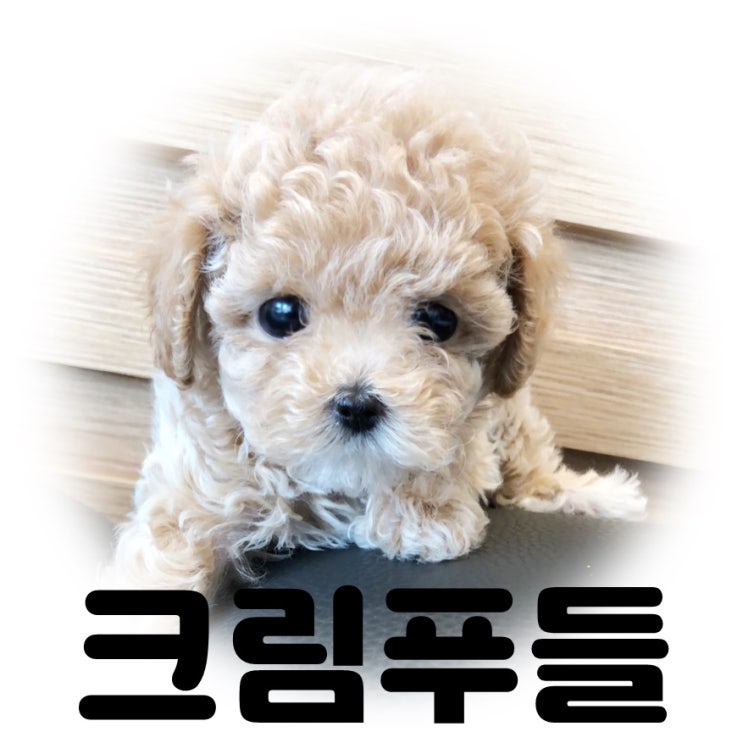  남양주강아지분양 깜찍한 크림푸들도 패밀리독 에서!