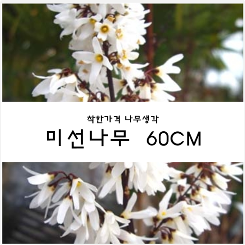  미선나무 60cm 1주/착한가격 나무생각