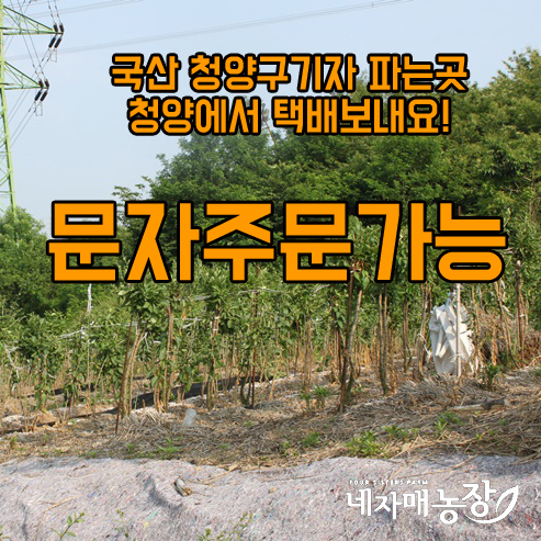  구기자가루 이왕드실거 좋은 구기자 드세요