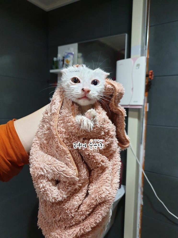 집사 강제 간택으로 '묘생역전' 성공한 오드아이 고양이 서리의 길고양이 시절을 살펴보자! #고양이숨은집 :: 코숨TV :: 먕낑왔서리 집사 강제 간택으로 '묘생역전' 성공한 오드아이 고양이 서리의 길고양이 시절을 살펴보자! #고양이숨은집 :: 코숨TV :: 먕낑왔서리