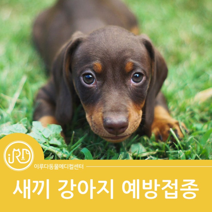  화성시 대형견전문 동물병원 동물상식 :새끼 강아지 예방접종