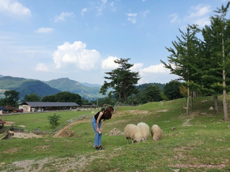  춘천 가볼만한곳 3위에 꼽히는 이색체험 해피초원목장 추천!