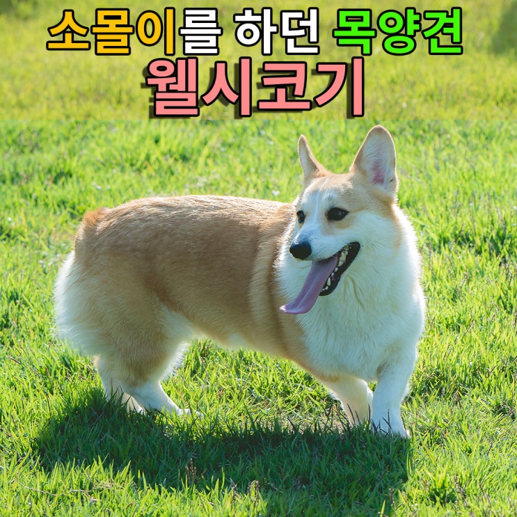  엘리자베스여왕이 사랑한 영국왕실을 대표하는 개 "웰시코기"