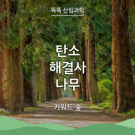 [똑똑 산림과학] 탄소 해결사, 나무