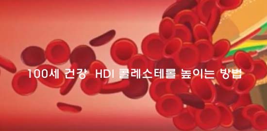 100세 건강  HDl 콜레스테롤 높이는 방법  