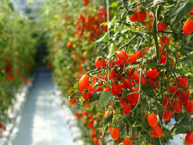 양액재배 13편 - 토마토의 경도 및 저장성