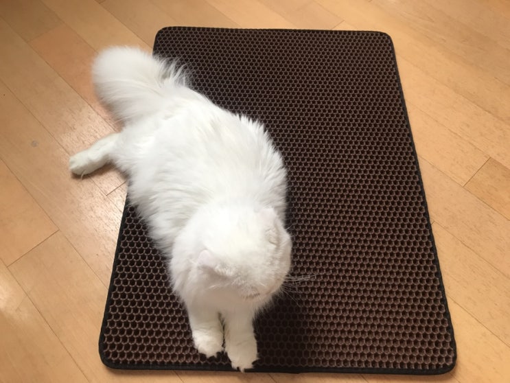  [오늘의또르] 고양이 모래매트로 사막화 방지해요 :)