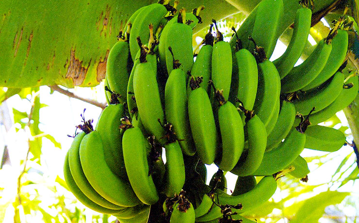 열대과일 바나나 효능과 먹는법