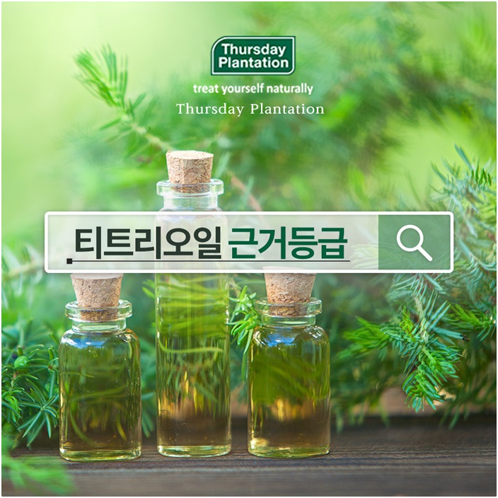  [써스데이플랜테이션] 티트리오일 근거등급? 제대로 알아보자.