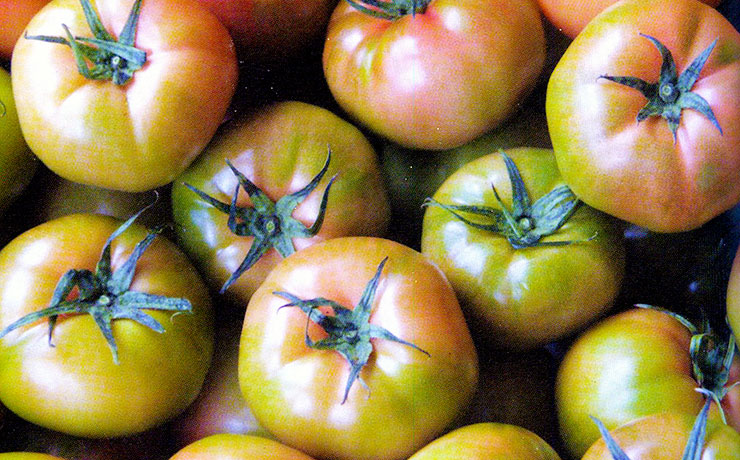 열대과일 토마토 효능과 먹는법