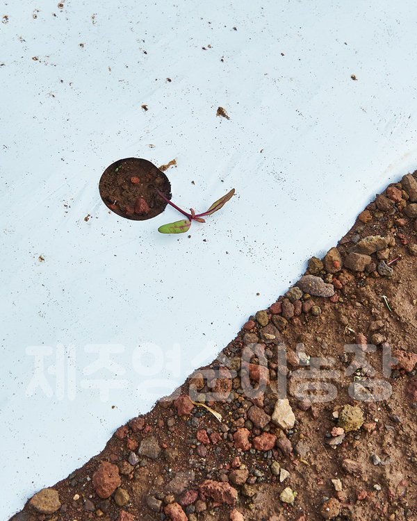 제주 장마, 폭우 그리고 태풍 예보까지