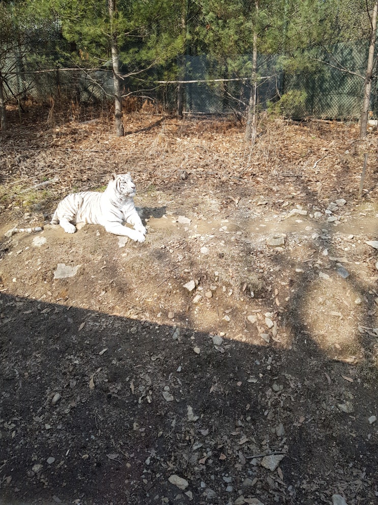  에버랜드 사파리 :: 백호 , 곰 저는 슬퍼보입니다..