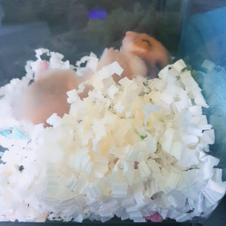  친구집 반려동물 골든햄스터
