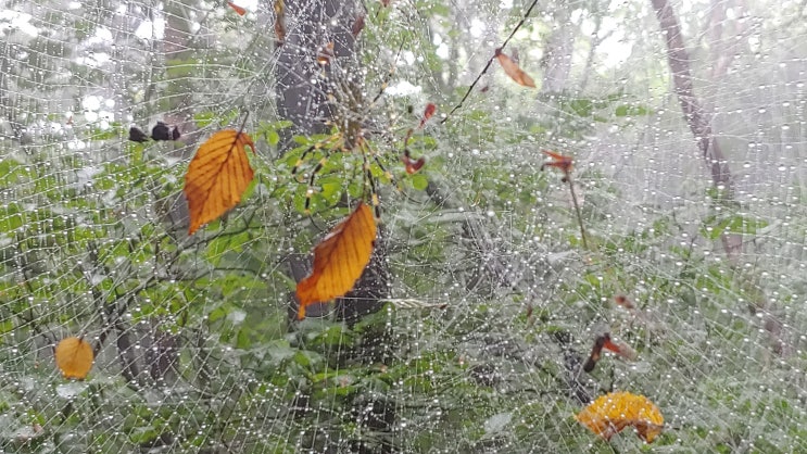 완벽한 덫 치명적 함정 거미집 곤충 올무 곤충 올가미 거미줄
