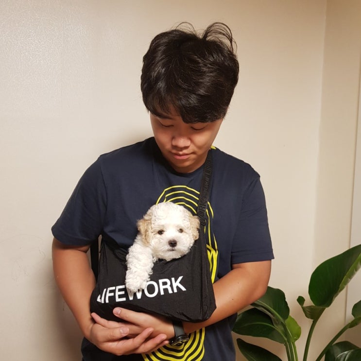  [비숑일기] 마우이 예방 접종 맞다