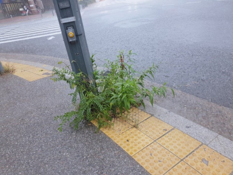  선넘은 링링이
