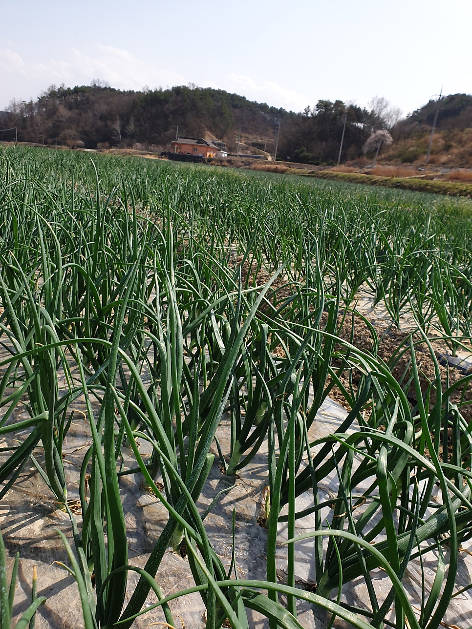 솔비골 사진 5
