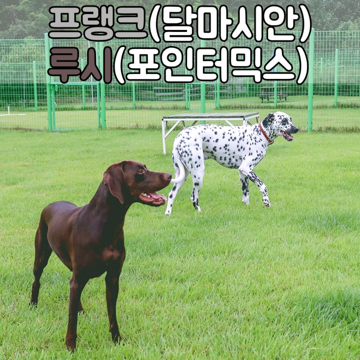  대형견들이 마음껏 뛰어놀수 있는 부산창원애견호텔, 부산창원대형견호텔