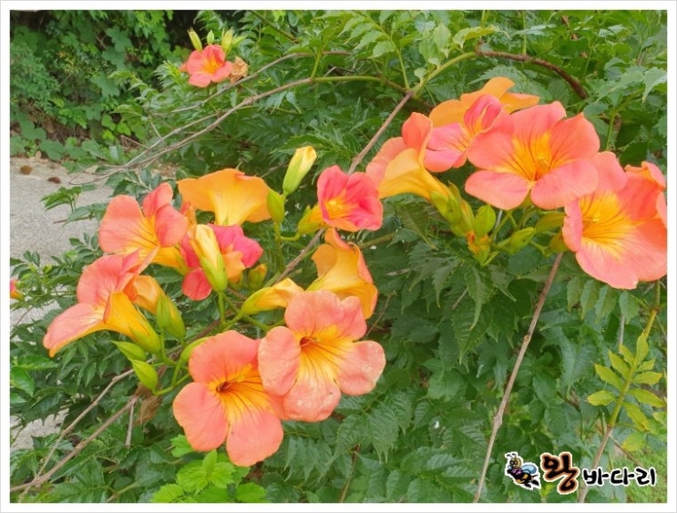  아름다운 여름 꽃, 능소화 기르기