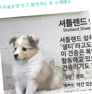  동작구토이푸들분양 믿고 찾아가는 곳 소개해요