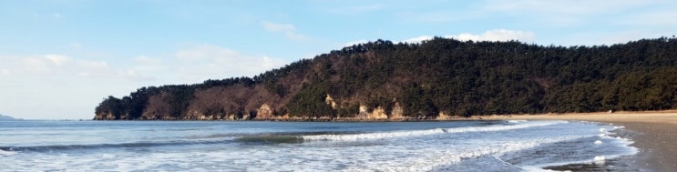  삽시도 섬마을 관광여행명소,마을버스,황금곰솔