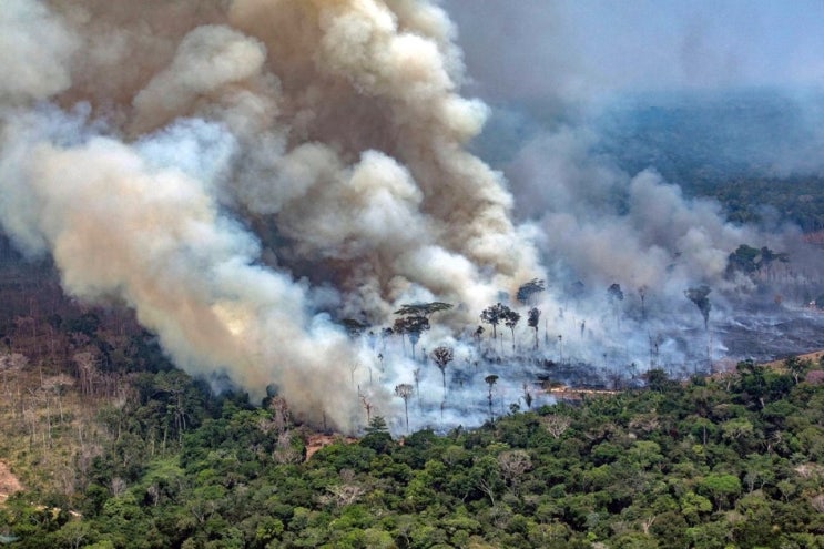 불타는 지구의 허파, 아마존 열대우림 