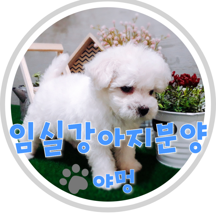  임실강아지분양 강아지치약에 대해서 알아보아요~!