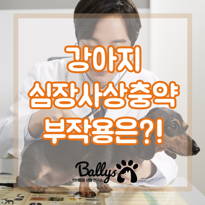  강아지심장사상충약, 부작용은 없을까요?