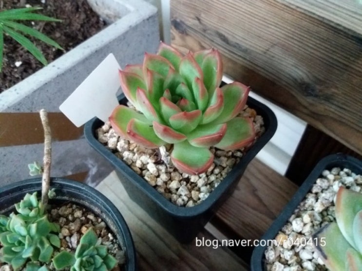  태풍 링링 위력 얼만큼? 베란다화분걸이 안전 조치