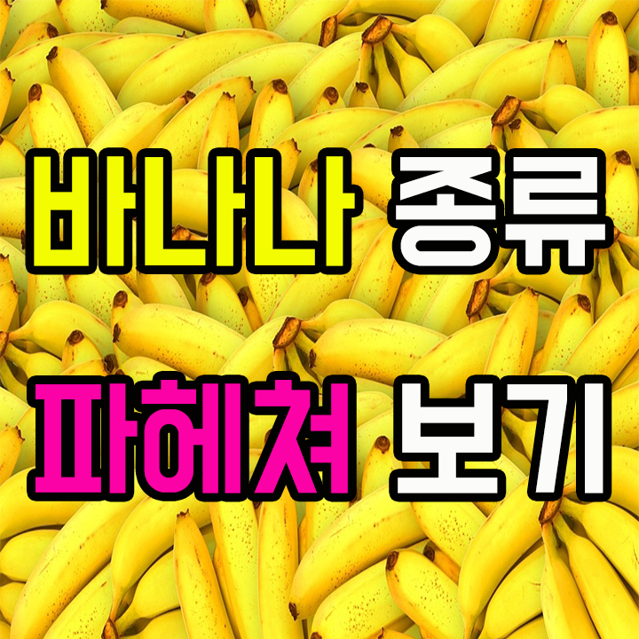 바나나 종류 파헤쳐 보기