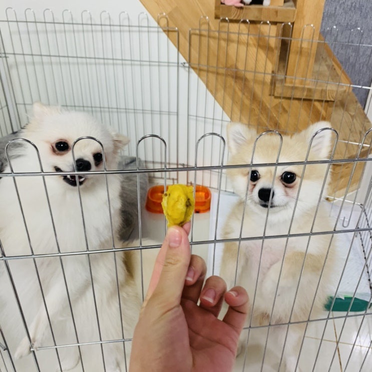  치킨플러스 댕댕이치킨 개좋아합니다 ,, 우리는 개매운소스추가해서 ~~