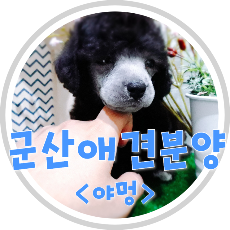  군산애견분양 강아지간식에 대해서 알아보아요:)
