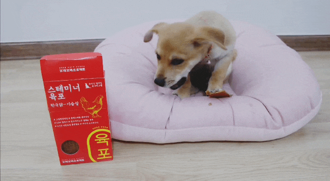와디즈펀딩 강아지보양식 오래오래프로젝트 스테미너 육포 닭가슴살 와디즈펀딩 강아지보양식 오래오래프로젝트 스테미너 육포 닭가슴살