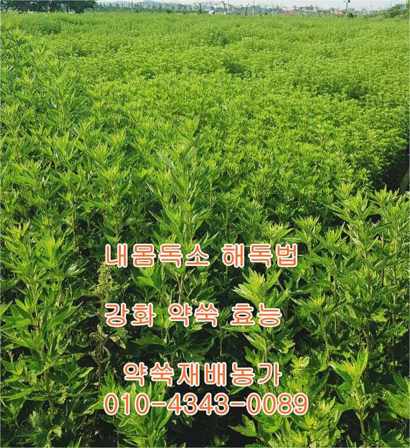 [독소배출차] 강화 약쑥효능 내몸독소 해독법 : 네이버 블로그
