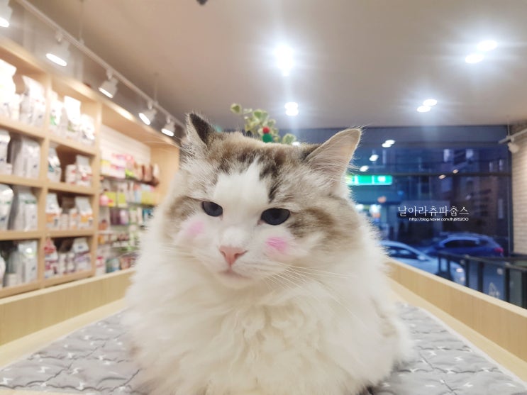  내가 바로 꽃개~뿌이뿌이 으헷