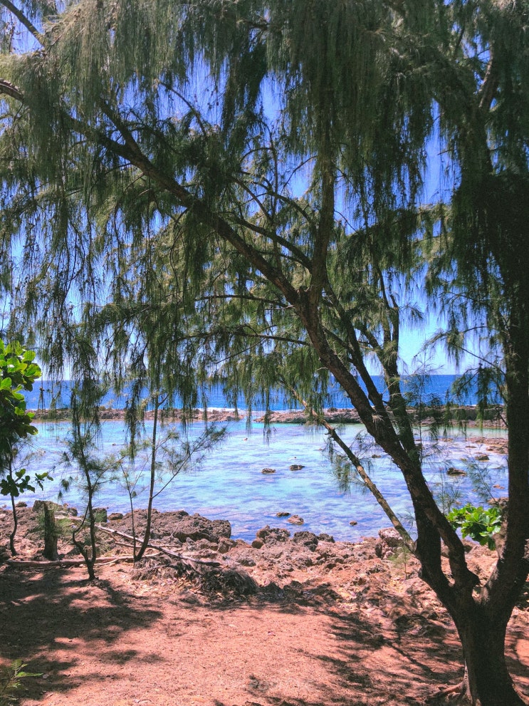  AloHawai'i~ [오아후-쿠알로아랜치/맛집2/샥스코브]